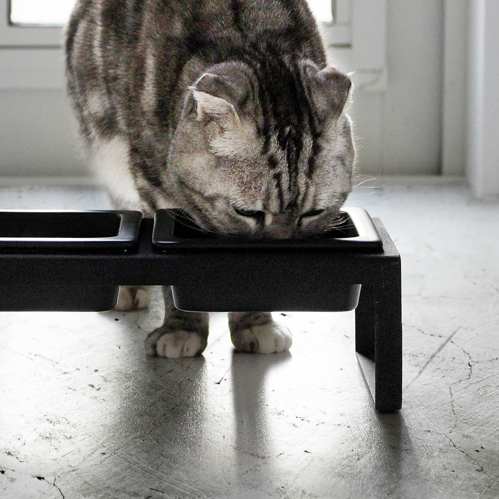 Pet Food Bowls with Stand : Comfortable Feeding Height