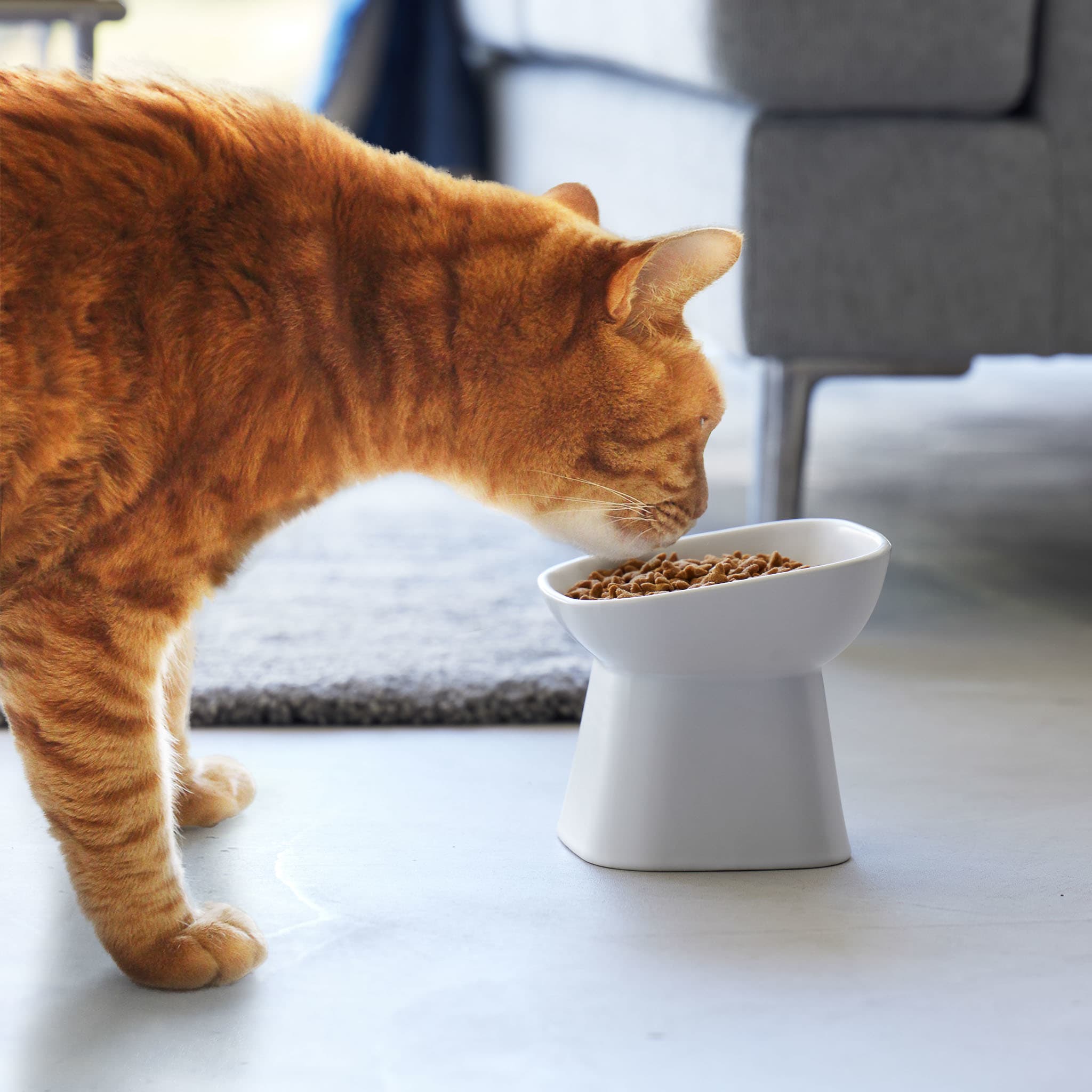 Angled Ceramic Pet Food Bowl : Comfortable Eating Position