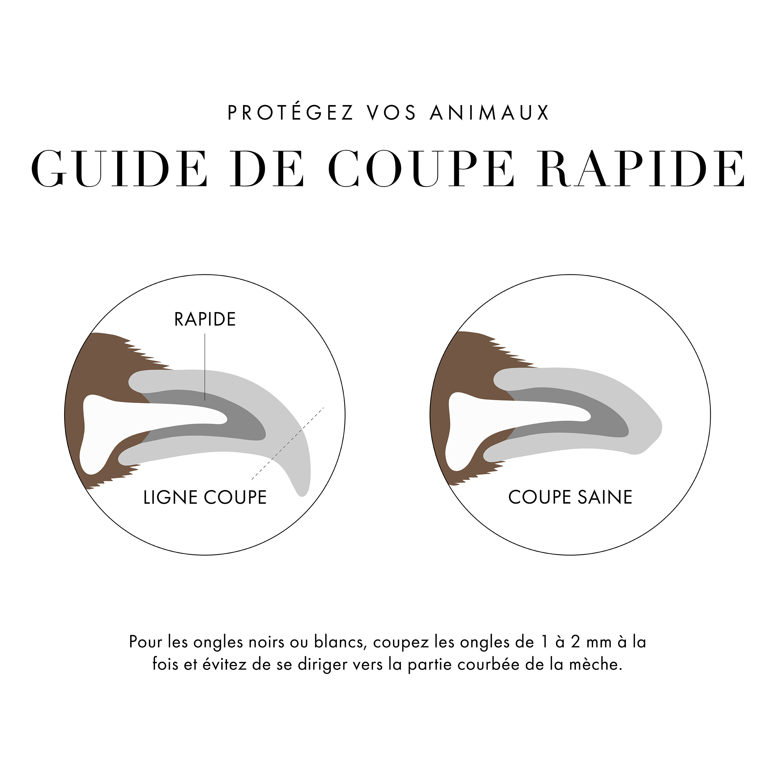 Gardez votre guide de taille rapide sécuritaire pour animaux. 2 Visuels. La première image montre l’ongle exposé et la ligne indiquant l’intérieur du clou « Quick » et la ligne de coupe en angle. La deuxième image montre un ongle coupé arrondi marqué comme une coupe saine. Pour de meilleurs résultats, coupez les clous de 1 à 2 mm à la fois et évitez de vous diriger vers la partie courbée de l’ongle.