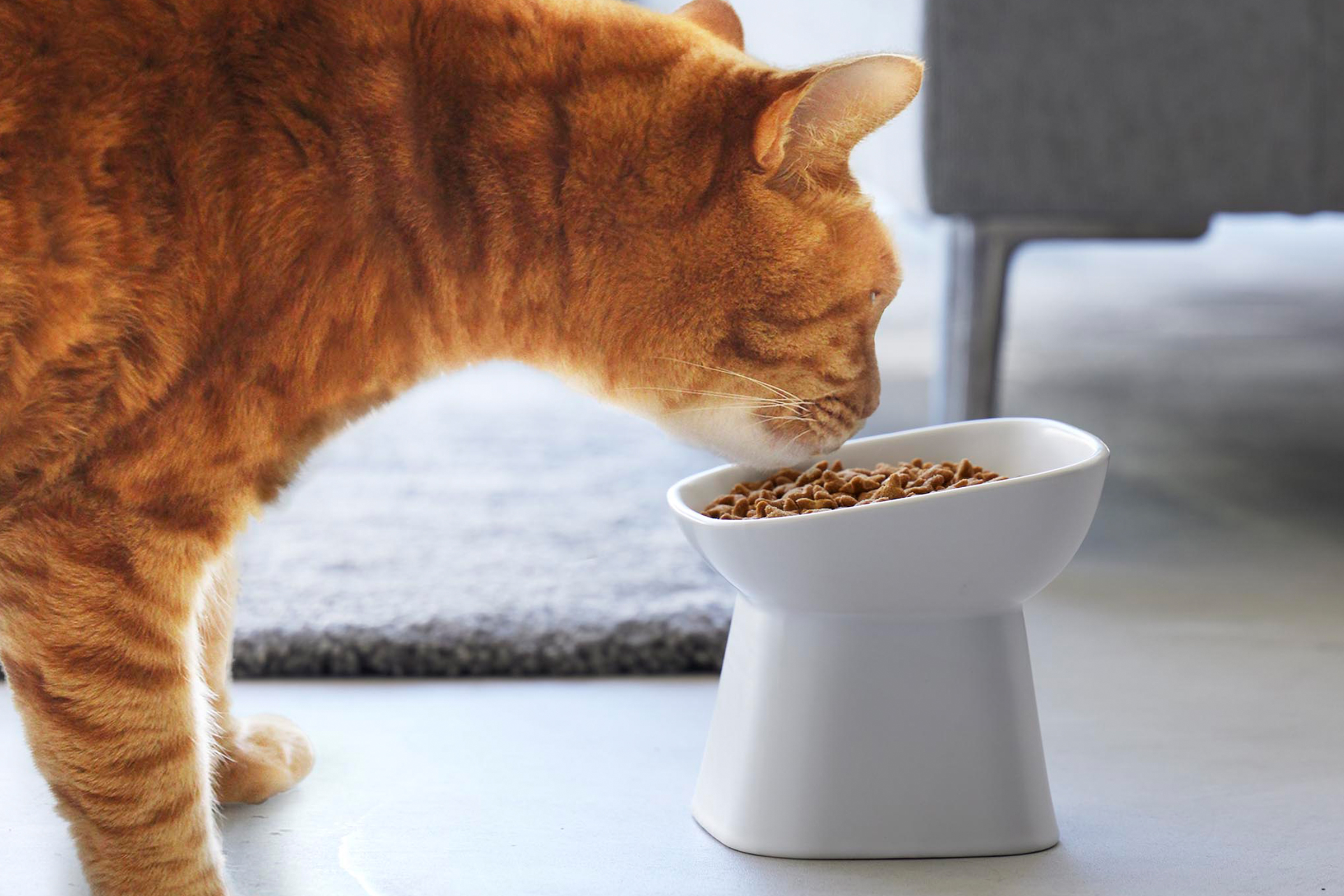 Close-up of a cat eating dry food out of the Tilted Pet Food Bowl by Yamazaki Home in white.