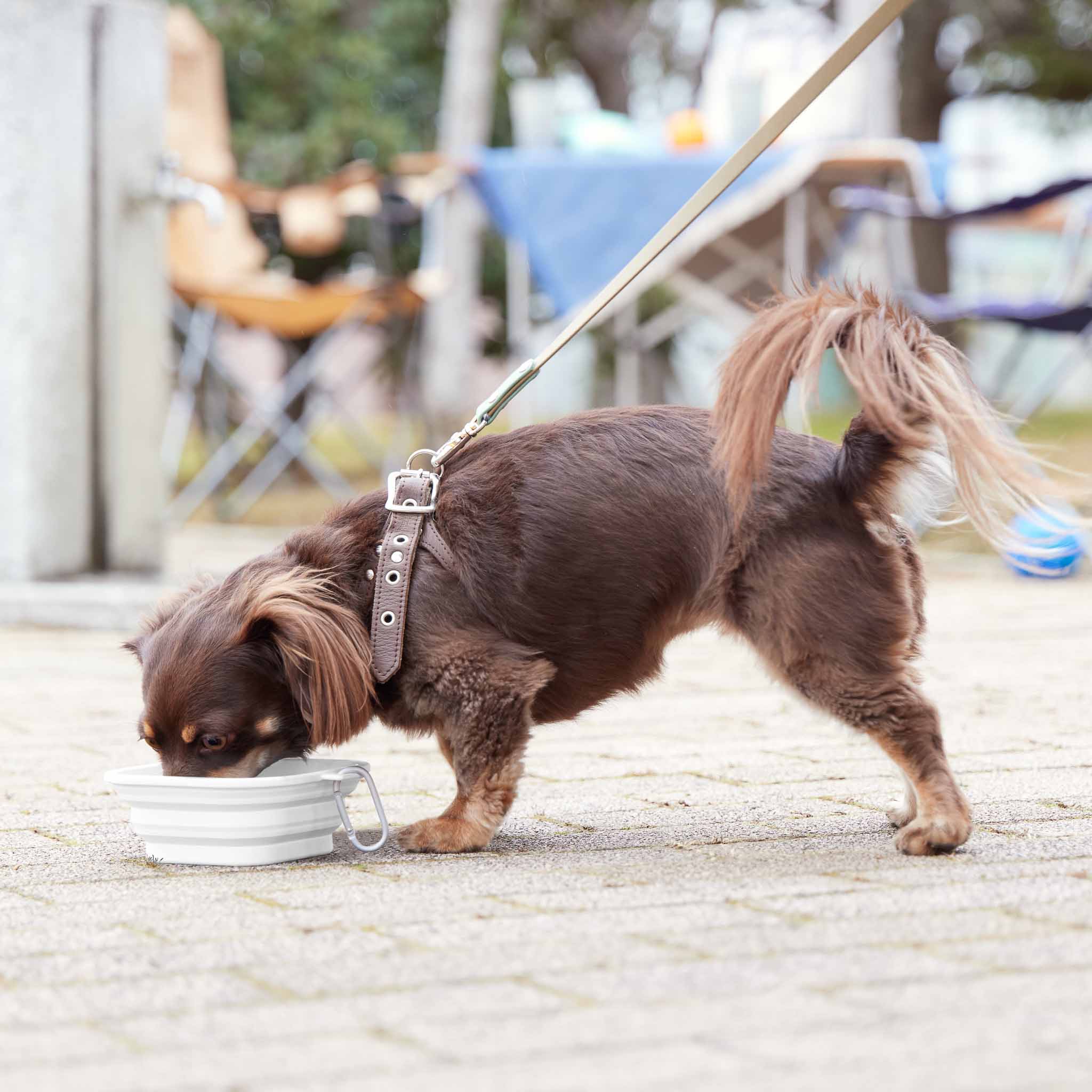 Foldable Pet Food Bowl S : Travel Bowl for Walks and Trips