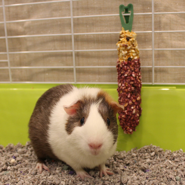 Lifestyle-Image showing Vitakraft Crunch Sticks Guinea Pig Treat WildBerry Glz Flvr Mltipk-6 Sticks