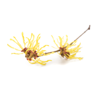 Witch Hazel Extract