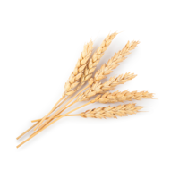 Hydrolyzed Wheat Protein