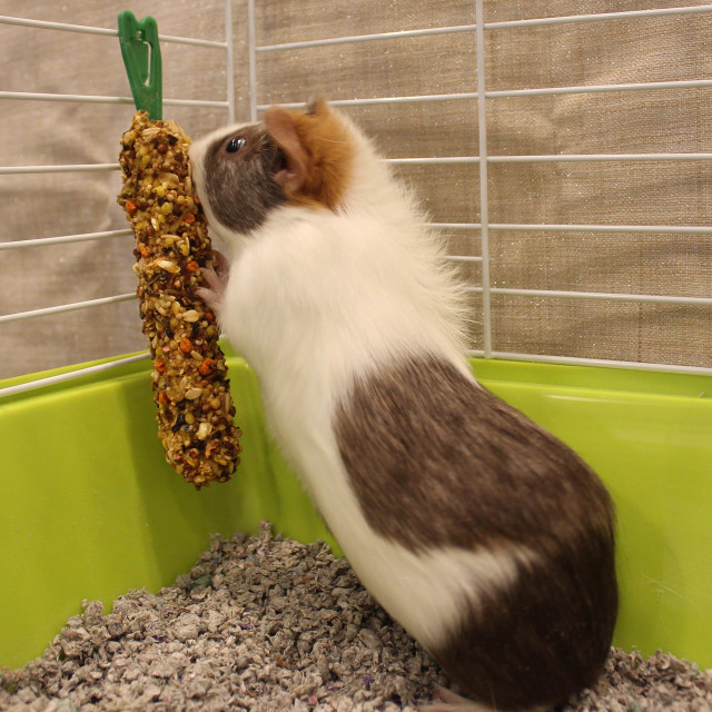 Lifestyle-Image showing Vitakraft Crunch Sticks Guinea Pig Treat Apple & Orange Flavor – 2 Sticks
