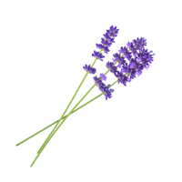 Lavender Extract