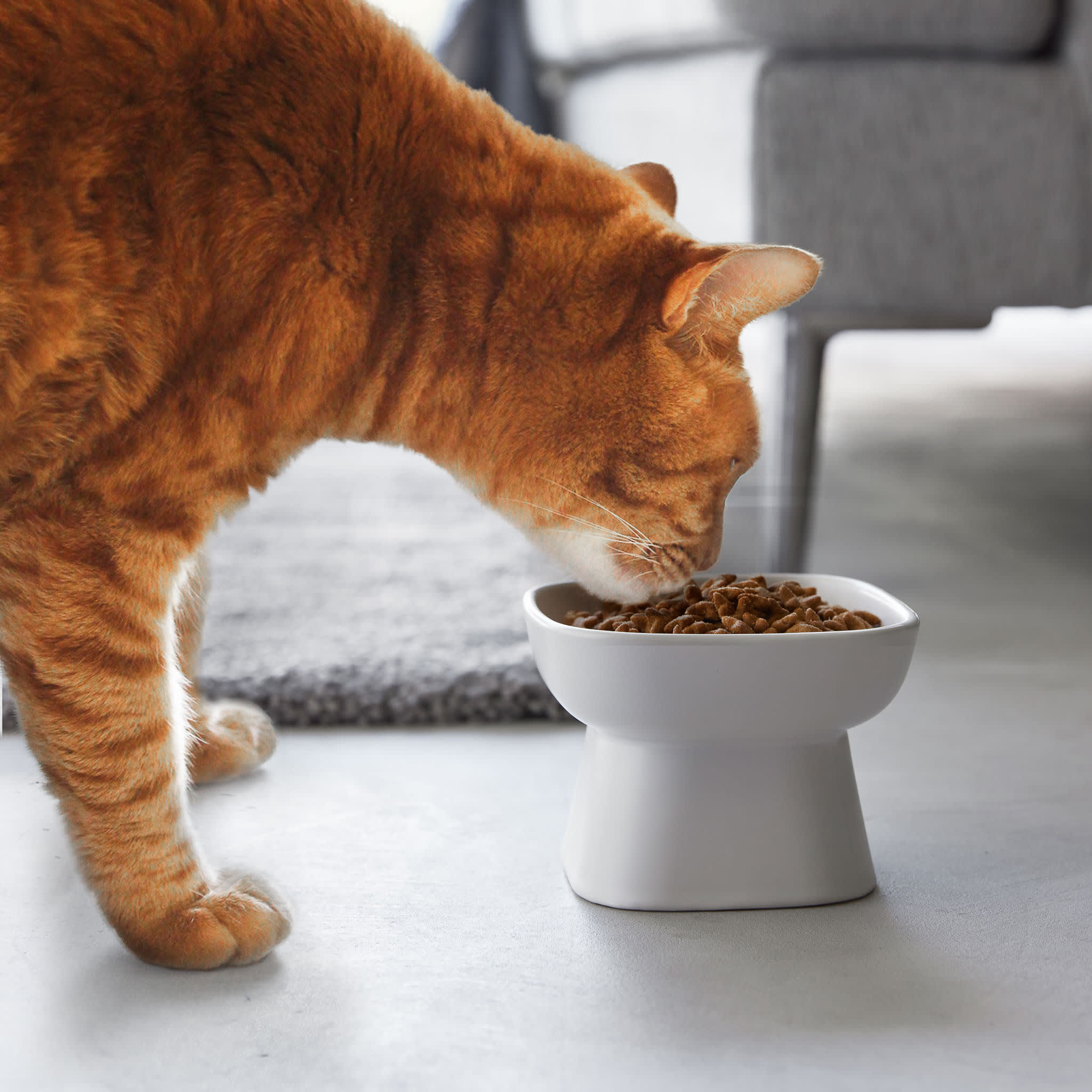 Ceramic Pet Food Bowl : Comfortable Feeding Position
