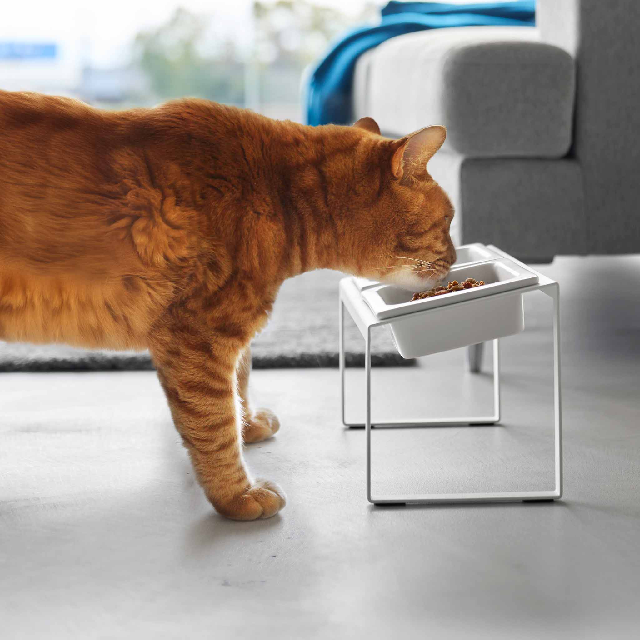 Angled Pet Food Bowls with Slow Feeder & Stand : Raised Bowls, Relaxed Pets