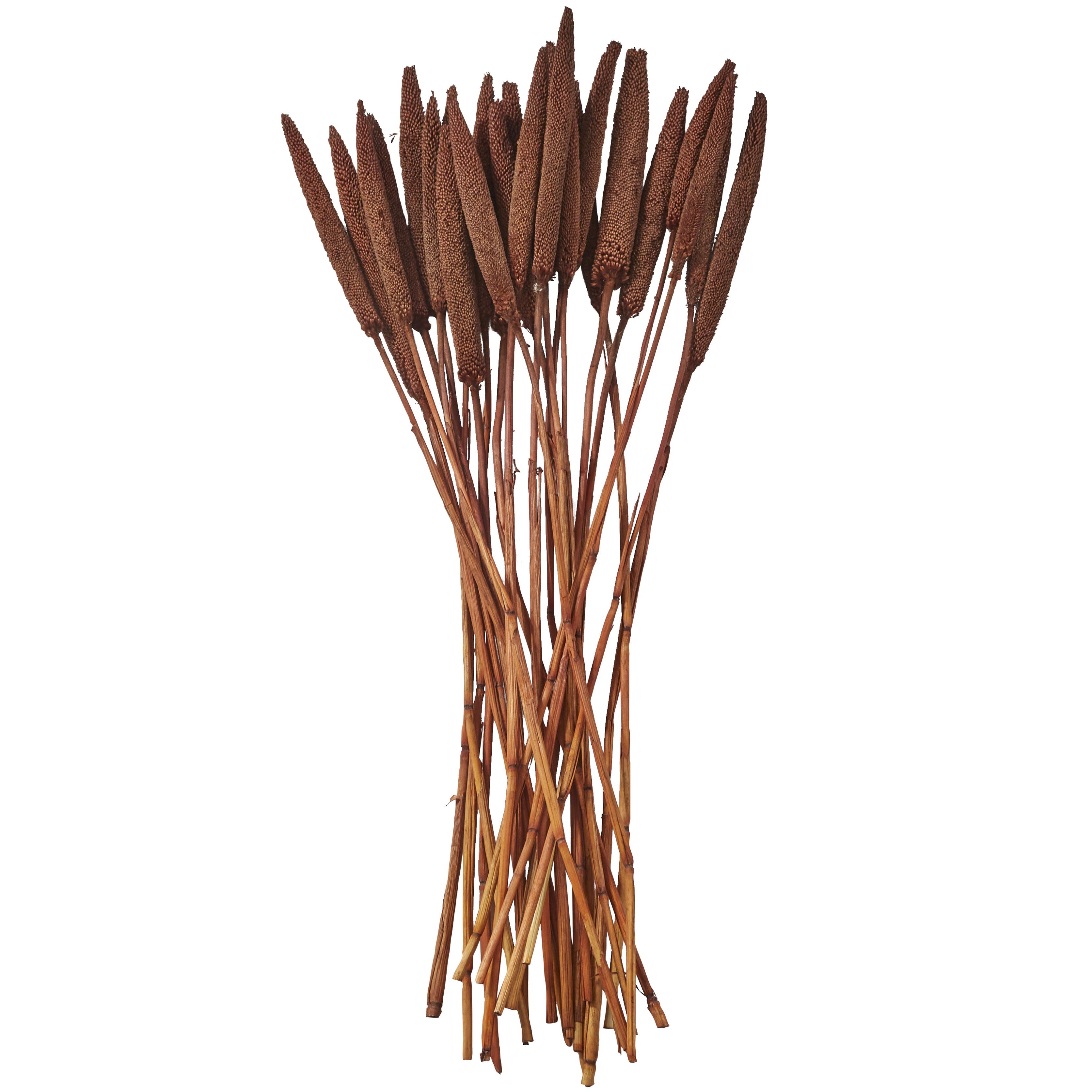 Dark Brown Dried Plant Bunny Tail Grass Home Decor Natural Foliage with Long Stems, 1" x 1" x 20"