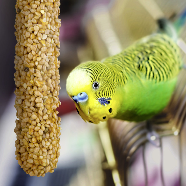 Lifestyle-Image showing Vitakraft Crunch Sticks Parakeet Treat Golden Honey Flavor – 2 Sticks