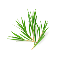 Tea Tree Oil Fragrance