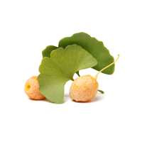Ginkgo Biloba Extract