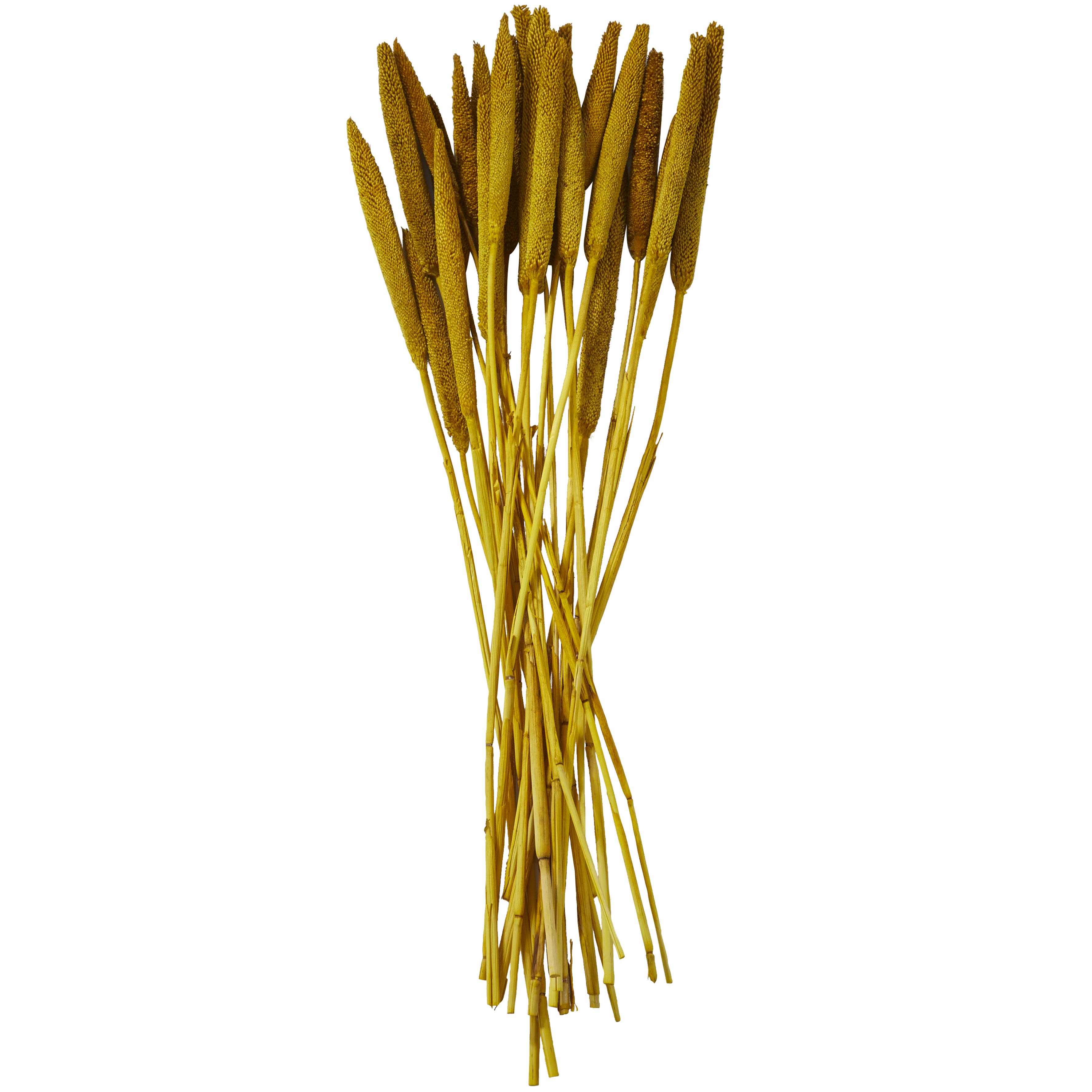 Yellow Dried Plant Bunny Tail Grass Home Decor Natural Foliage with Long Stems, 1" x 1" x 20"