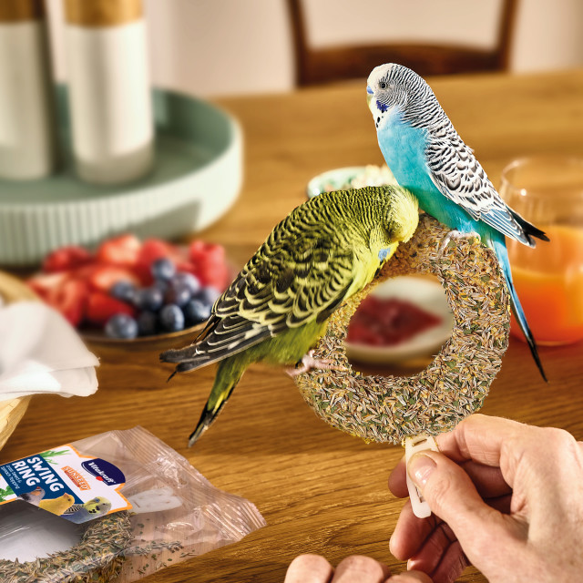 Lifestyle-Image showing Vitakraft Sunseed Swing Ring Treat for Canary/Finch/Parakeet, 2.11 oz