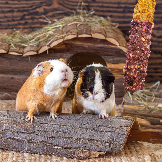 Lifestyle-Image showing Vitakraft Crunch Sticks Guinea Pig Treat Wild Berry Flavored Glz -2 Sticks
