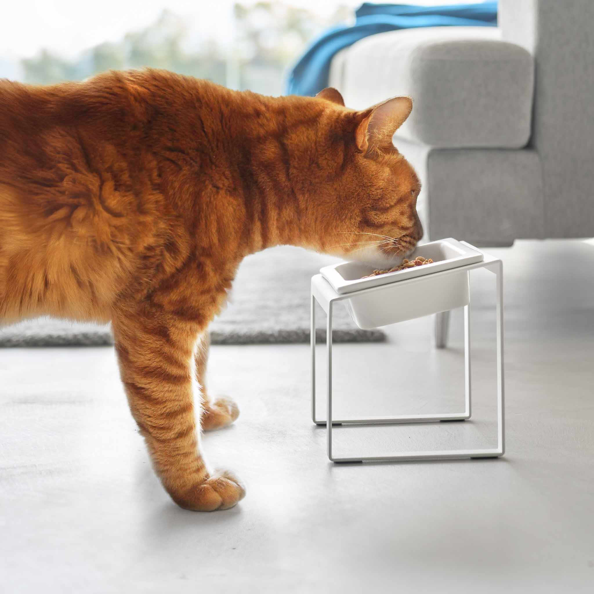 Angled Slow Feeder Pet Food Bowl Stand : Raised Bowl, Relaxed Pets