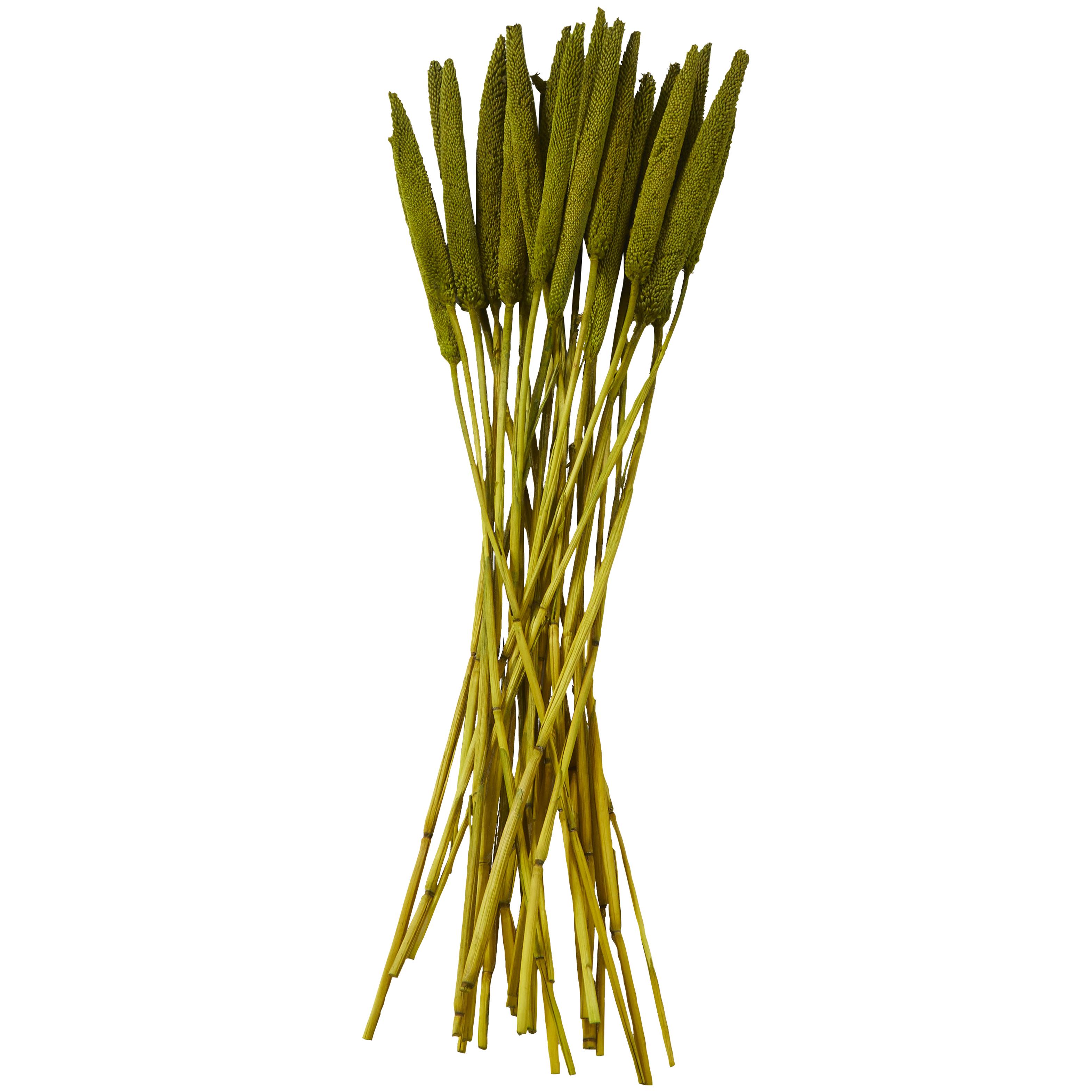 Green Dried Plant Bunny Tail Grass Home Decor Natural Foliage with Long Stems, 1" x 1" x 20"