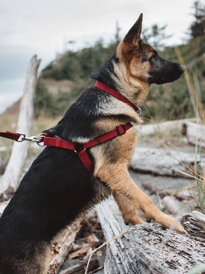 a dog sitting on a log