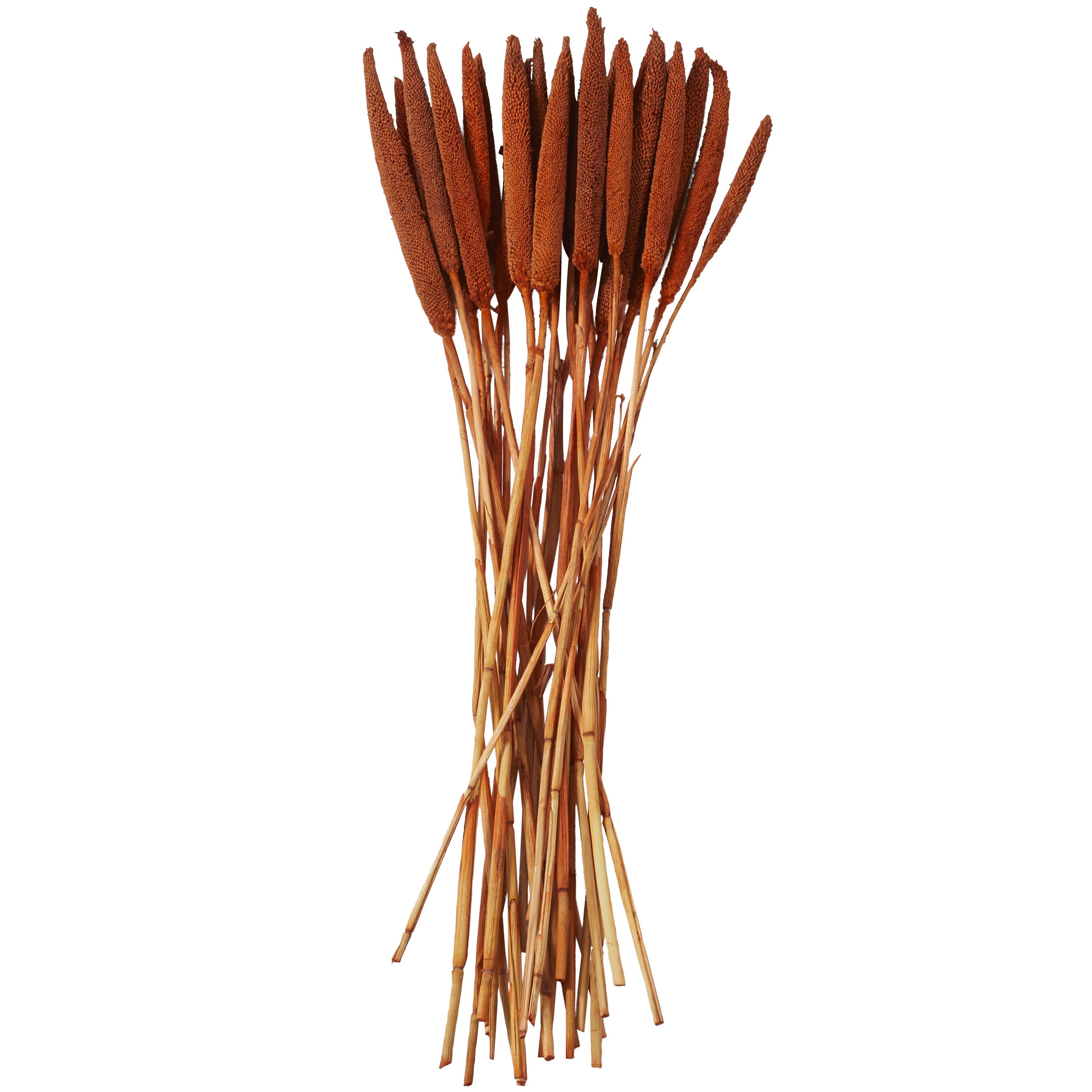 24 pack Orange Dried Plant Bunny Tail Grass Home Decor Natural Foliage with Long Stems, 1\" x 1\" x 20\"