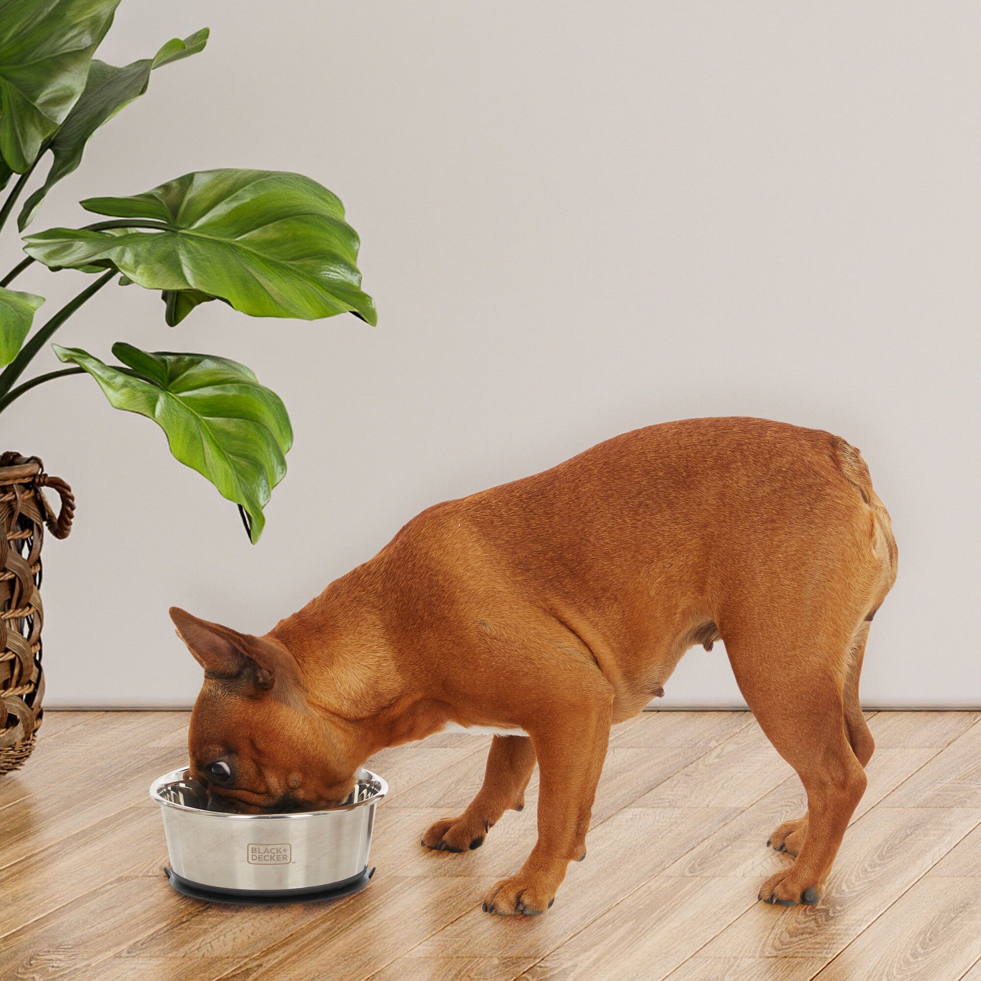 Brown Frenchie eating from silver Black and Decker suction cup dog bowl next to floor plant