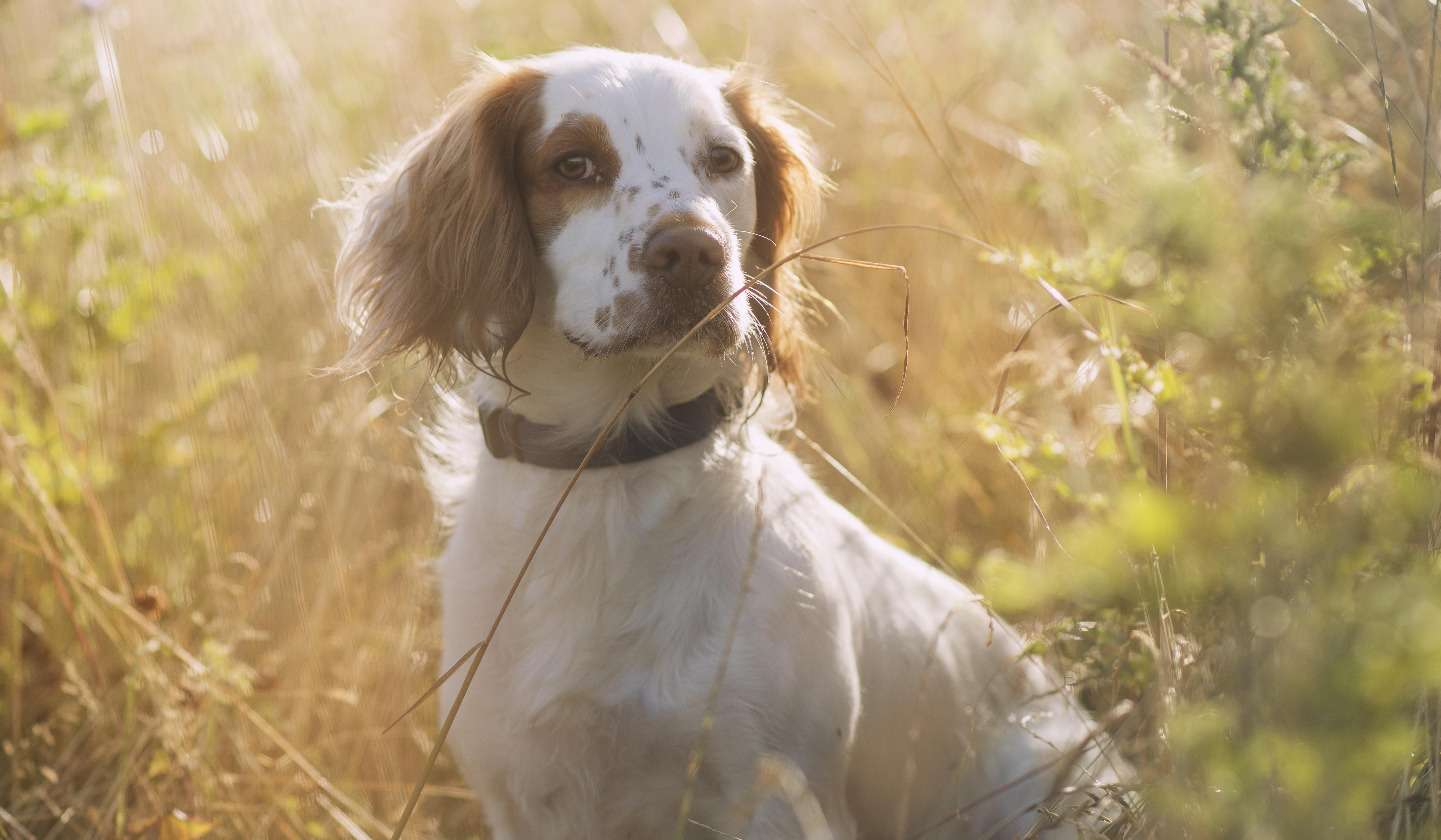 Ein Hund steht auf einem Feld