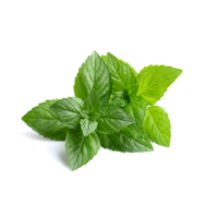 Spearmint