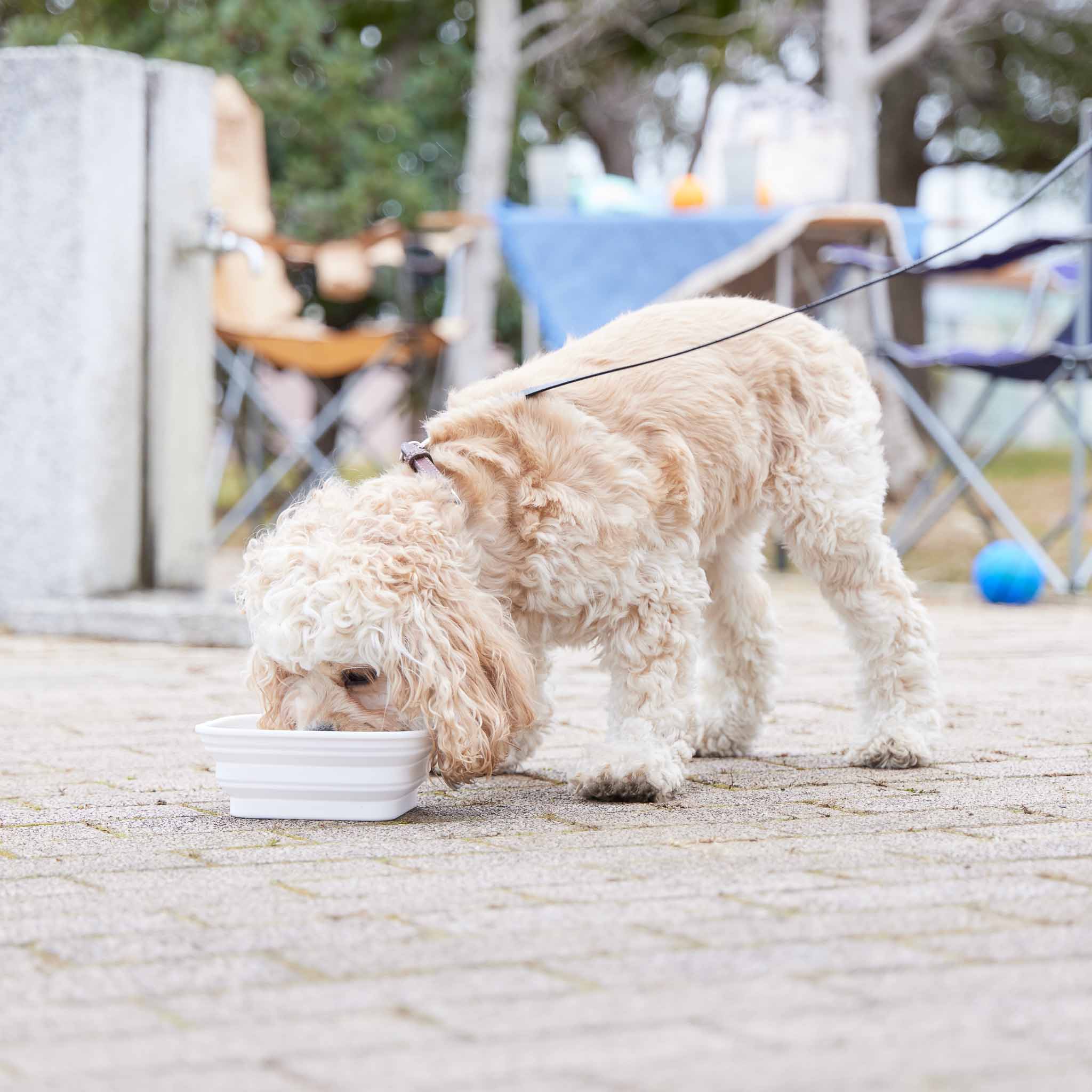 Foldable Pet Food Bowl L : Travel Bowl for Walks and Trips