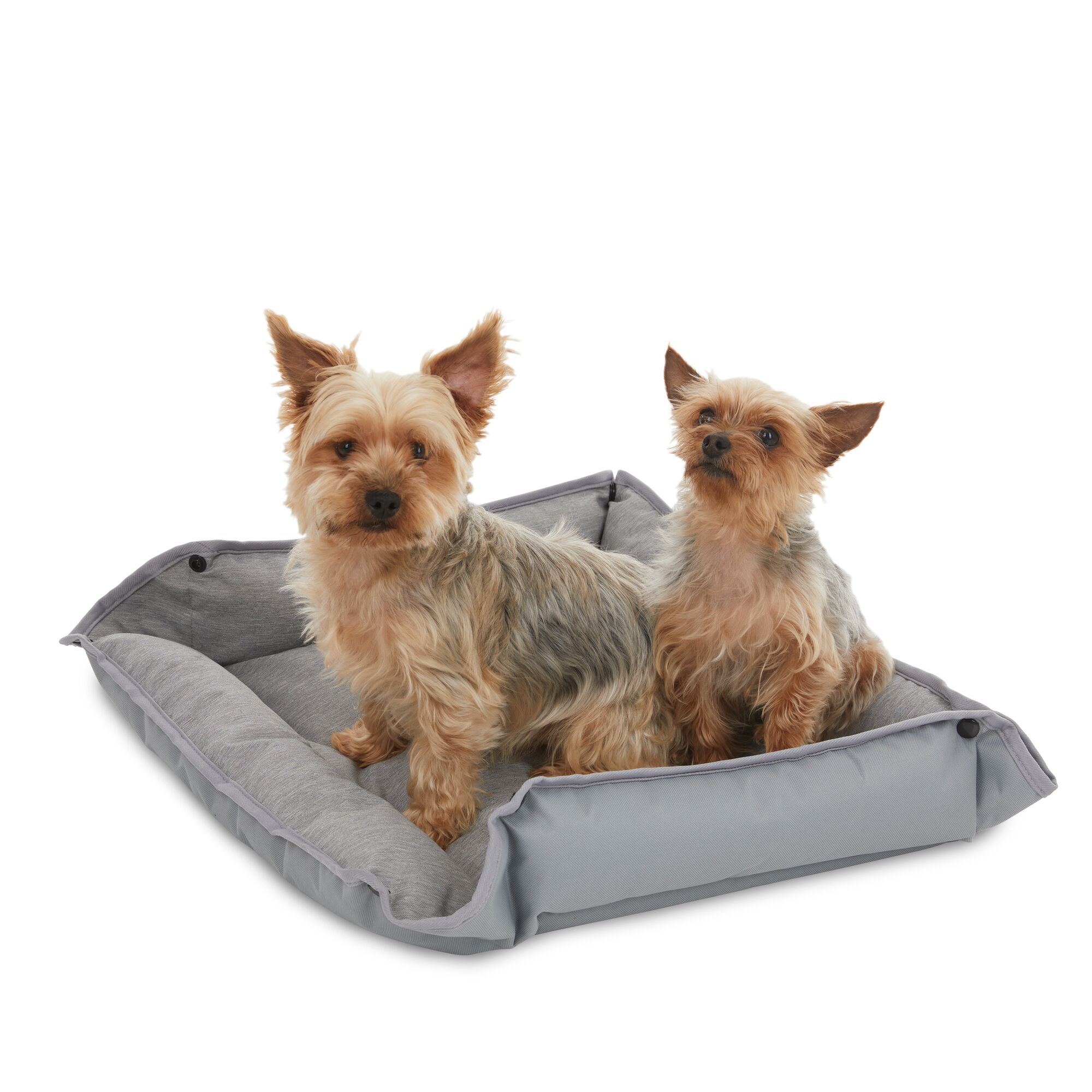 Two yorkie dogs on one gray plush pet bed