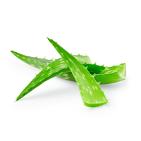 Aloe Extract