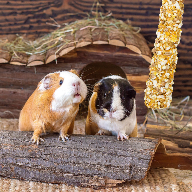 Lifestyle-Image showing Vitakraft Crunch Sticks Guinea Pig Treat Popped Grains/Honey Flvr-2 Sticks