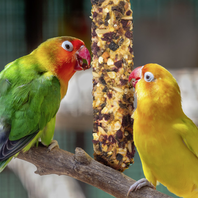 Lifestyle-Image showing Vitakraft Crunch Sticks Conure Treat Apricot & Cherry Flavor – 2 Sticks