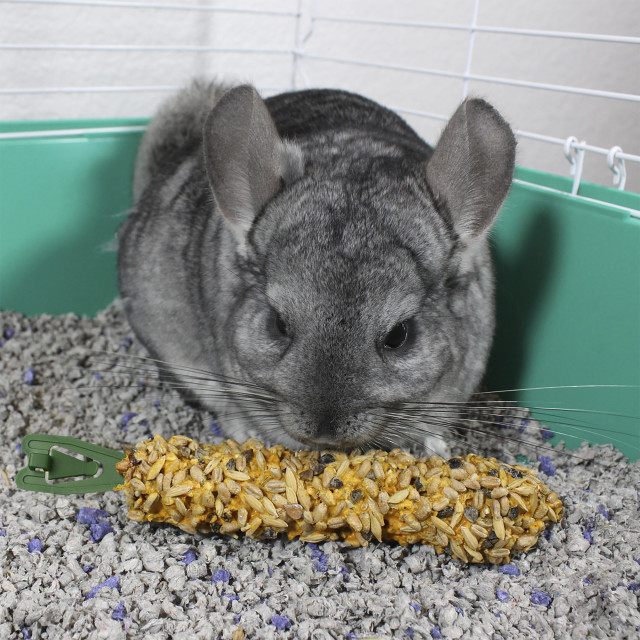 Lifestyle-Image showing Vitakraft Crunch Sticks Chinchilla Treat Honey Flavor+Calcium - 2 Sticks