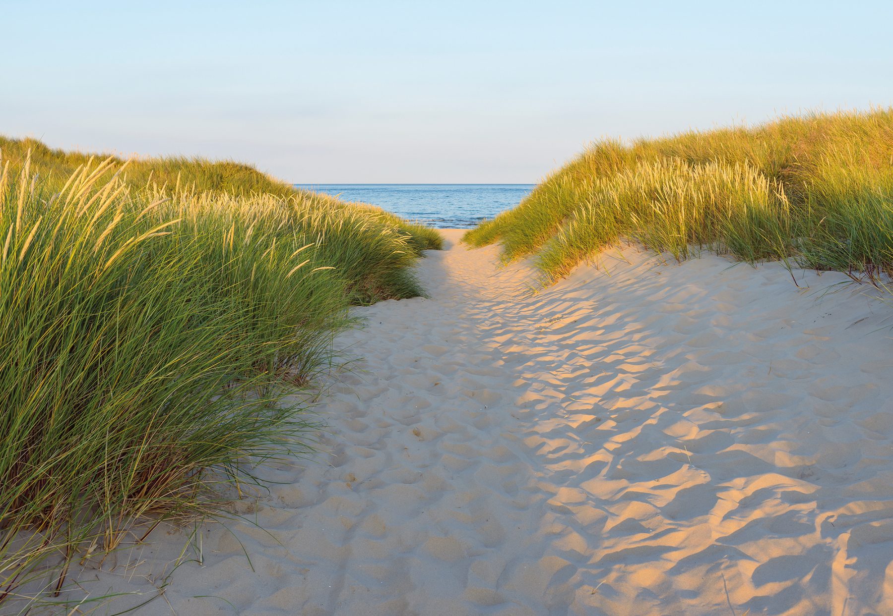 Sandy Path Wall Mural | York Design Group Product Catalog