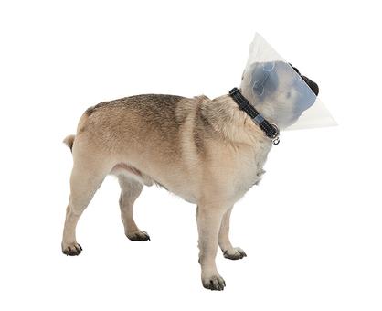 BUSTER Collar for Brachycephalic Dogs, Small