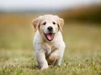 Puppy