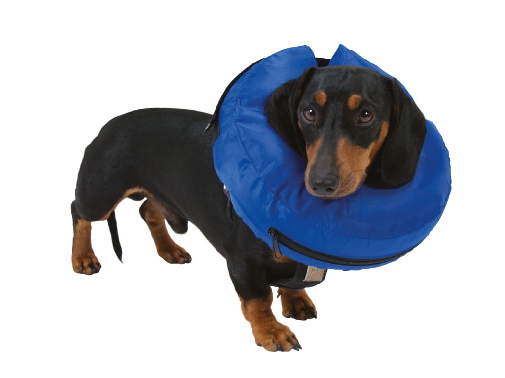 BUSTER Inflatable Nylon Dog Collar, Blue, X-Large