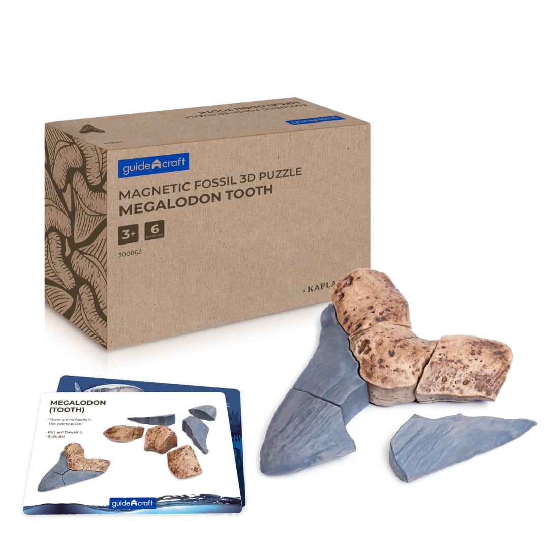 Magnetic Fossil 3D Puzzle - Megalodon Tooth