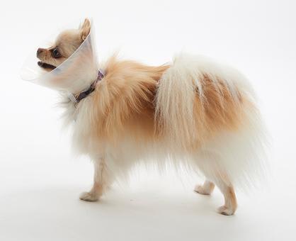 BUSTER Collar for Brachycephalic Dogs, X-Small