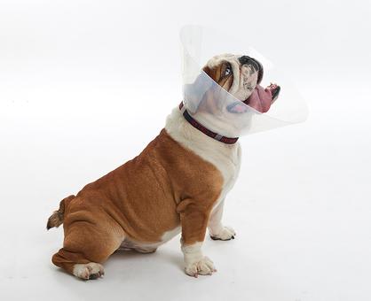 BUSTER Collar for Brachycephalic Dogs, Large