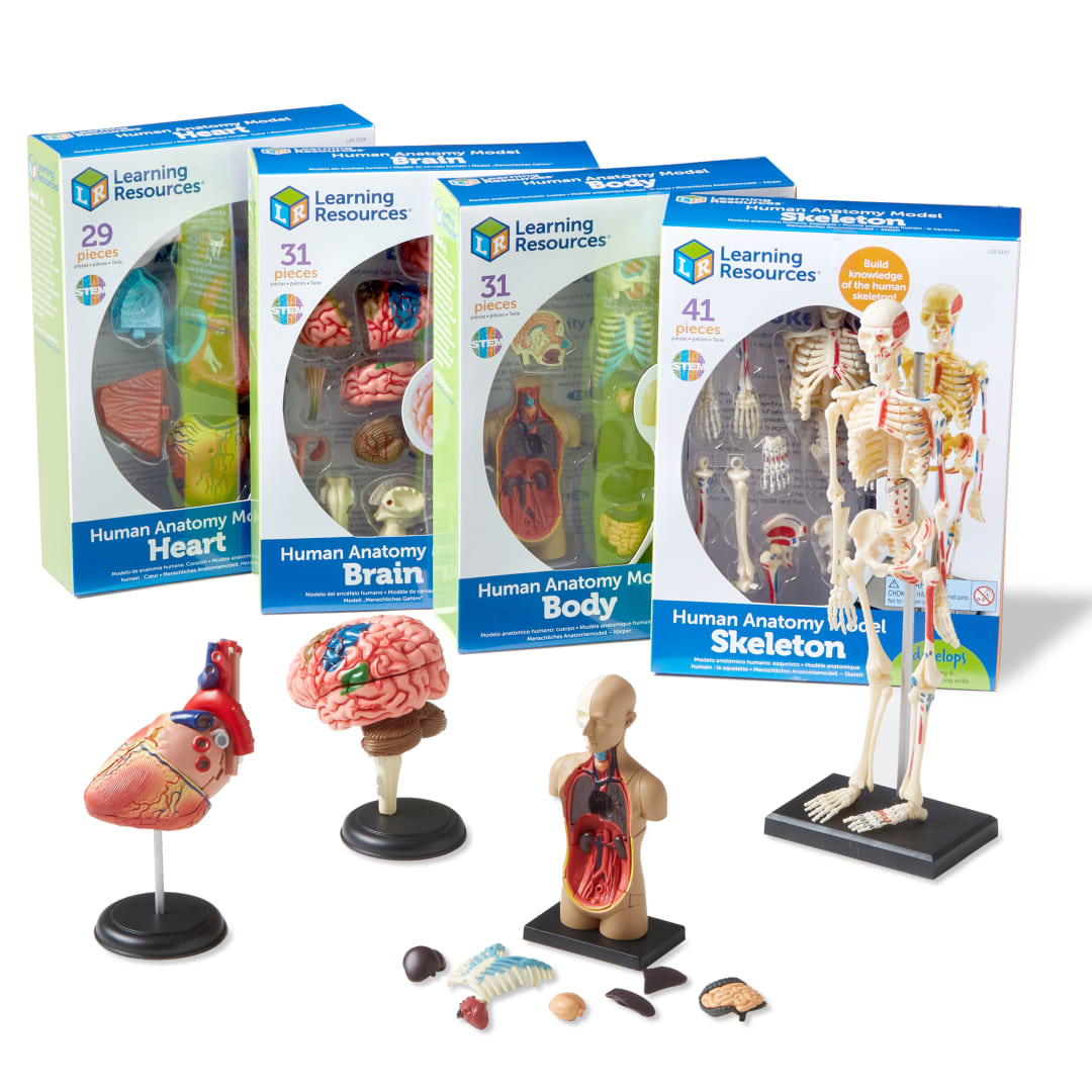 ANATOMY MODELS BUNDLE SET