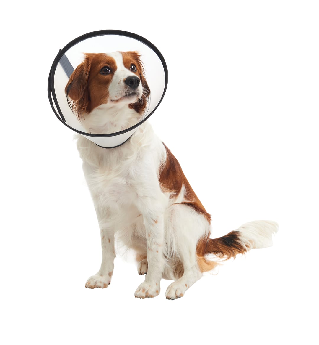 BUSTER Quick Collar, 20cm