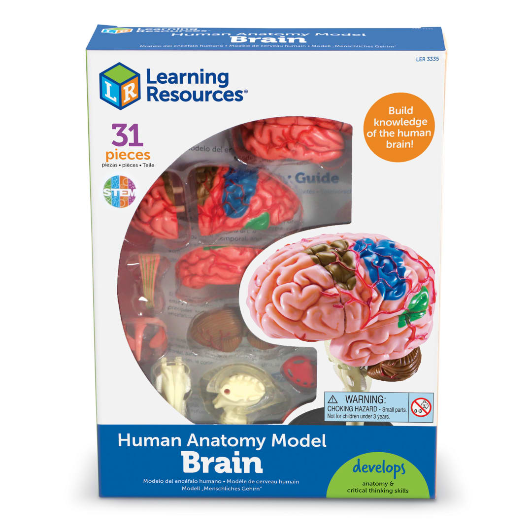 MODEL, BRAIN, HUMAN ANATOMY