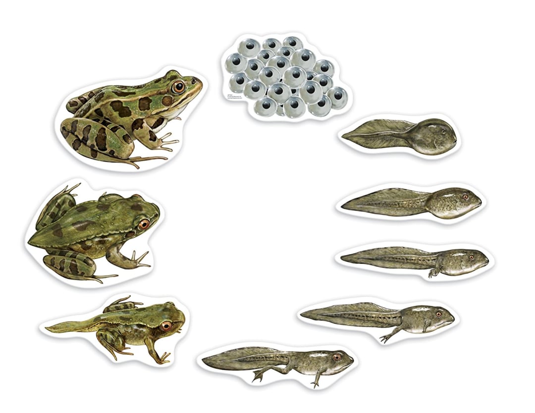 FROG LIFE CYCLE, MAGNETIC