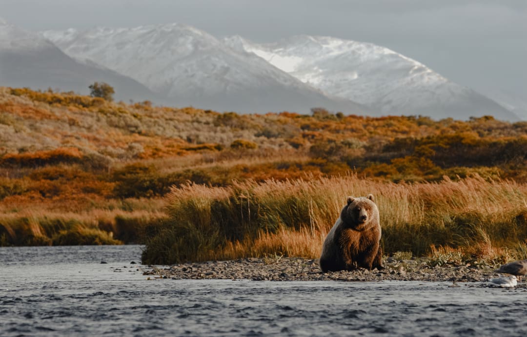 Kodiak