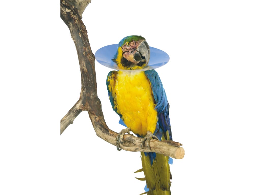 BUSTER Bird Collar, Small