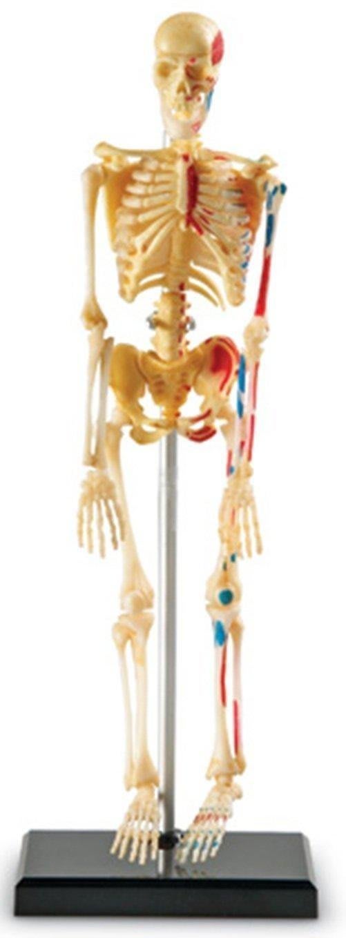 SKELETON MODEL