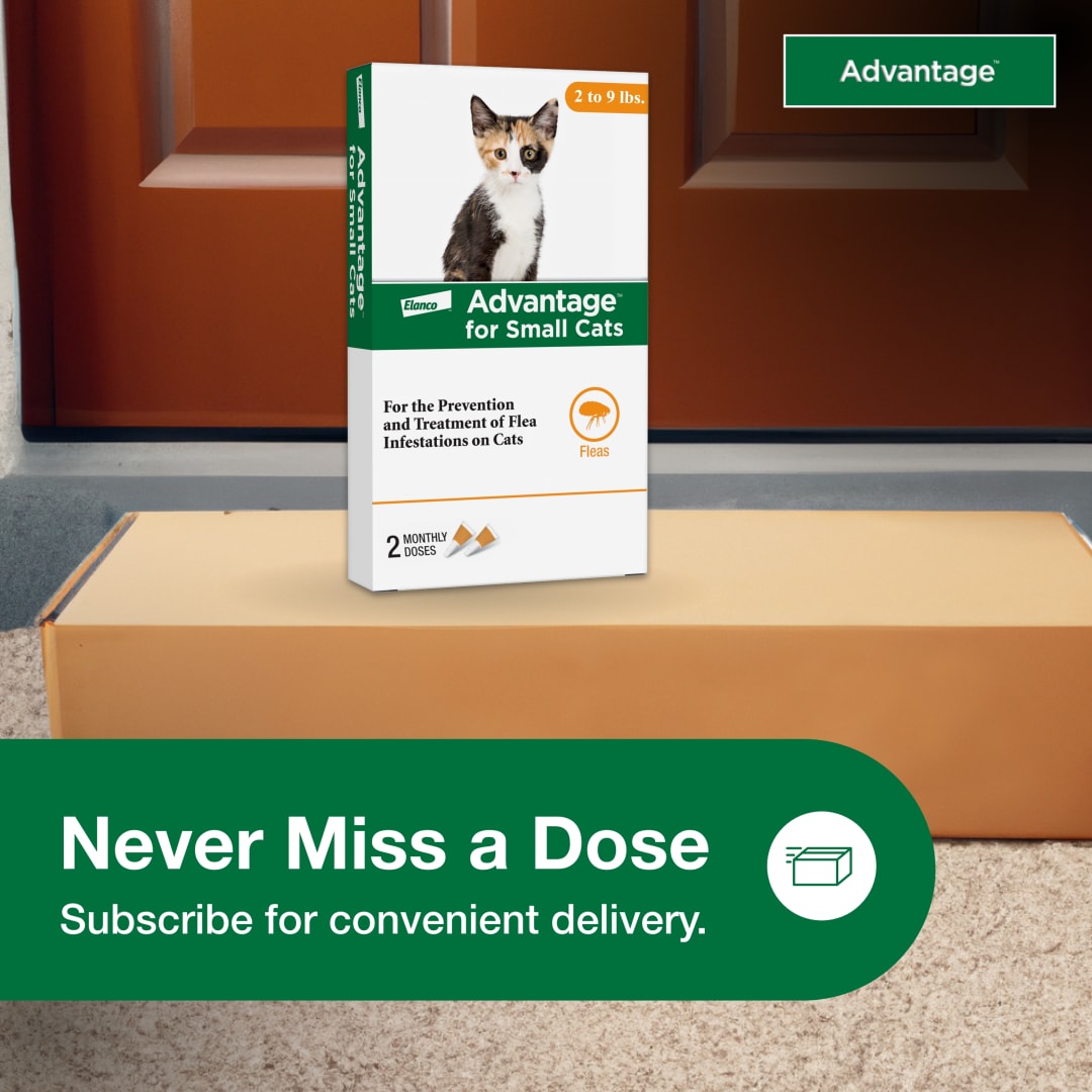 Advantage Topical Cat Flea Treatment and Prevention For Small Cats 2-9 ...