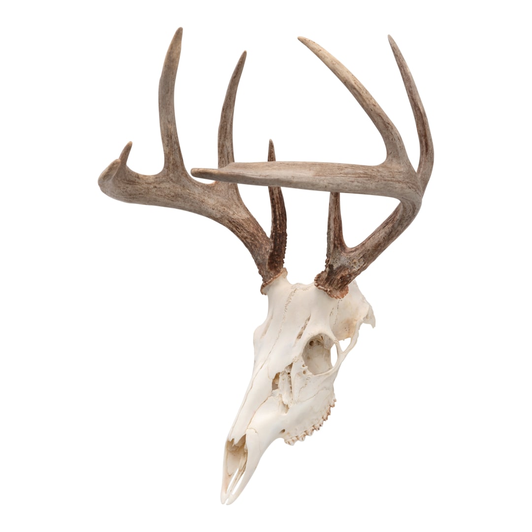 Allen Company EZ Mount Skull Peg Hook, Black