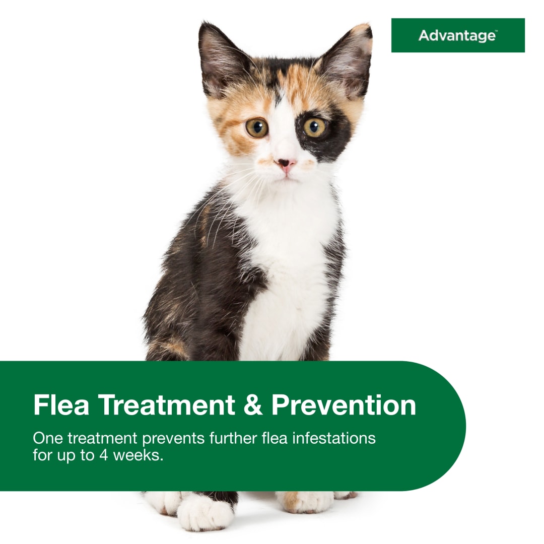 Advantage Topical Cat Flea Treatment and Prevention For Small Cats 2-9 ...