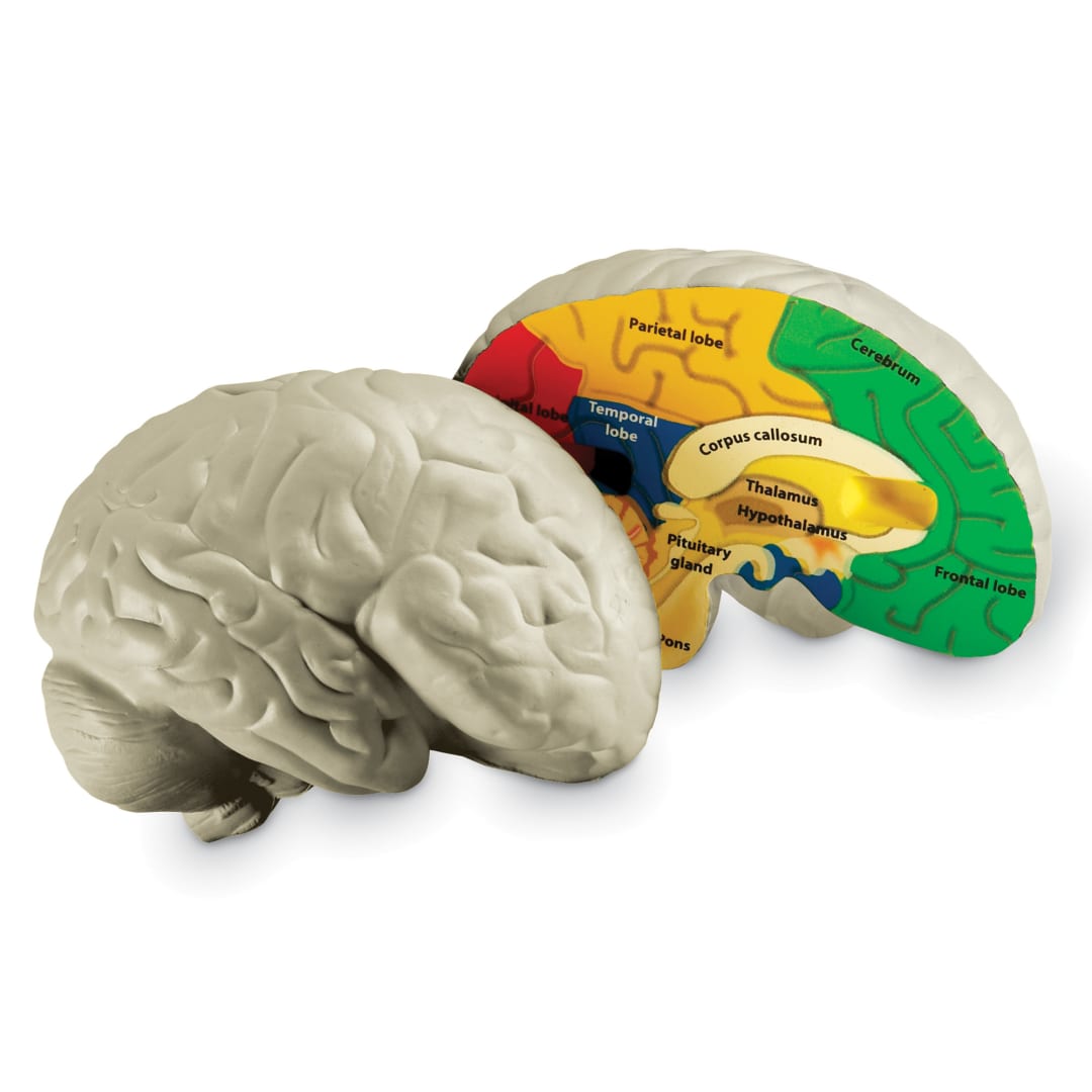 MODEL, BRAIN CROSS-SECTION